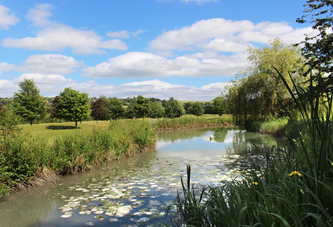 A pond with reeds and vegetation beside a golf course
